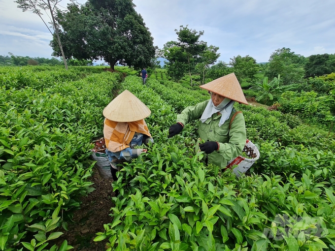 Đào tạo nghề nông nghiệp giúp nông dân Tuyên Quang có nguồn sinh kế bền vững. Ảnh: Đào Thanh.