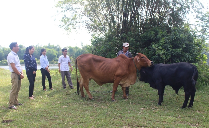 Bê con 2 tháng tuồi được sinh ra từ chương trình cải tạo đàn bò ở huyện Hải Lăng. Ảnh: Việt Toàn.