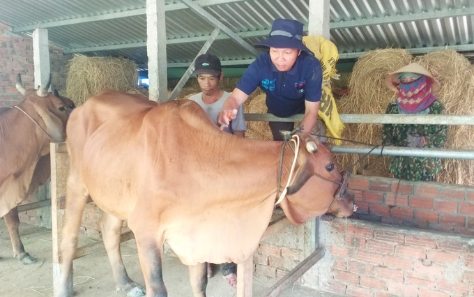 Việc tiêm phòng vacxin có vai trò quan trọng trong việc phòng chống dịch bệnh trên gia súc, gia cầm. Ảnh: L.K.