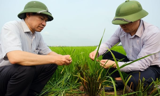 Phó Cục trưởng Cục Bảo vệ thực vật Nguyễn Quý Dương (phải) kiểm tra tình hình dịch hại trên lúa vụ đông xuân 2022 - 2023. nong duoc viet nam