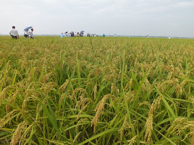 Cục BVTV đề nghị các địa phương phía Bắc tích cực vận động nông dân tăng cường áp dụng IPM, IPHM, SRI trong sản xuất lúa. Ảnh: Lê Bền.