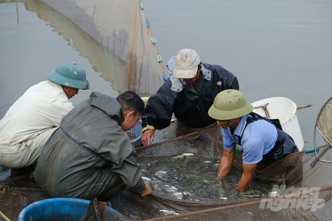 Xã viên HTX Quang Hưng kéo lưới thu hoạch thủy sản trong mô hình nuôi 'sông trong ao'. Ảnh: K.Trung. 