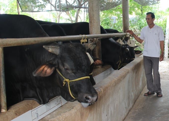 Từ những đàn bò vàng bản địa năng suất thấp, hiện đàn bò của Quảng Trị đã được cải tạo cao lớn, cho năng suất, chất lượng cao, giúp nông dân có thu nhập tốt. Ảnh: Việt Toàn.