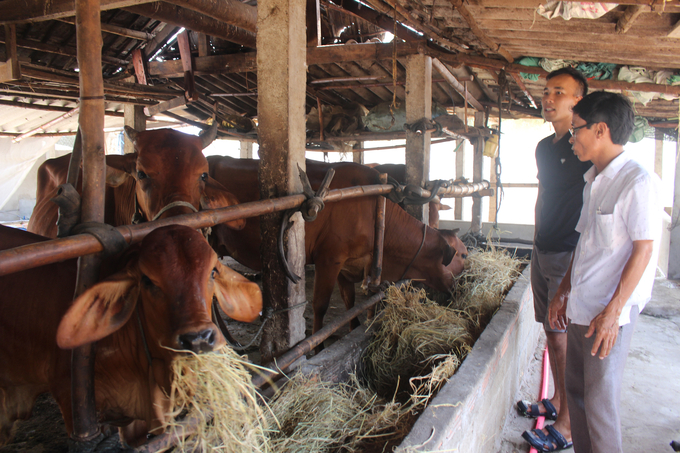Mô hình nuôi bò lai thâm canh ở huyện Hải Lăng (Quảng Trị). Ảnh: Việt Toàn.