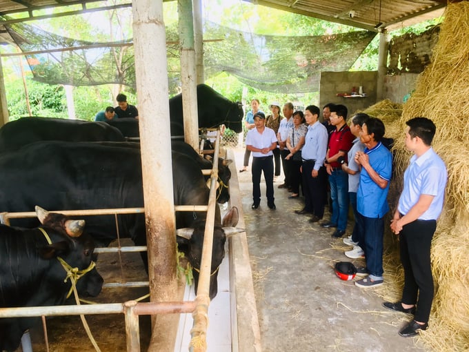 Các mô hình cải tạo, thâm canh đàn bò do Trung tâm Khuyến nông Quảng Trị triển khai đã để lại những dấu ấn lớn trong lòng nông dân. Ảnh: Việt Toàn.