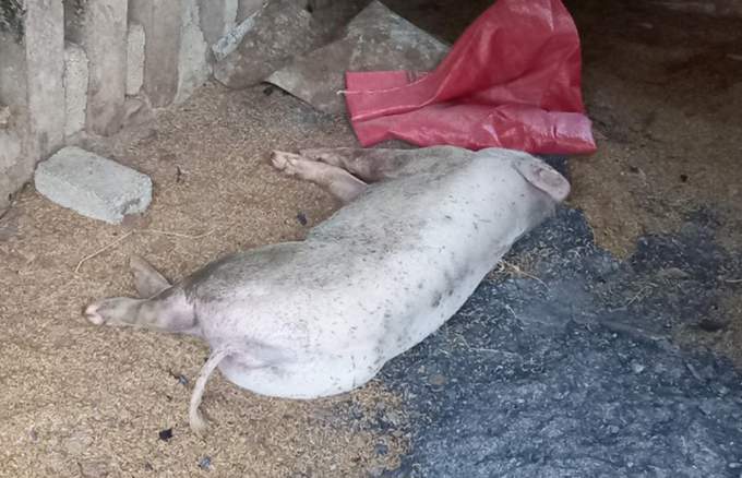 Lợn nhiễm dịch tả lợn Châu Phi cơ bản ghi nhận ở các hộ nuôi nhỏ lẻ. Ảnh: Việt Khánh.