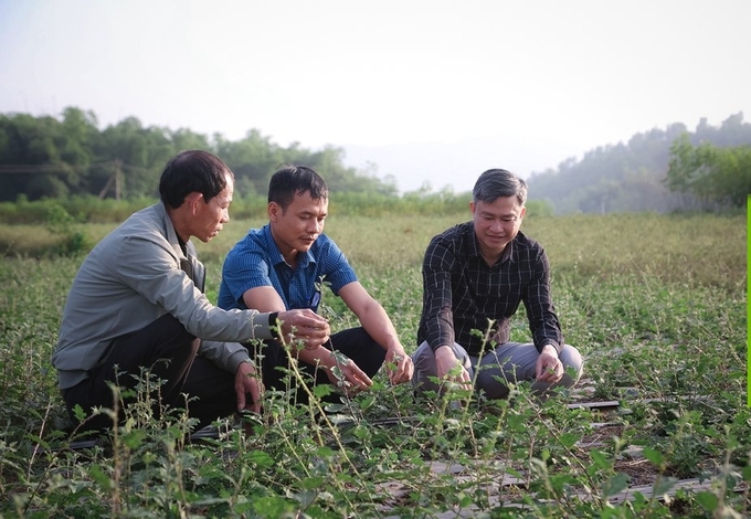 Có điều kiện và tiềm năng rất lớn, song việc phát triển cây dược liệu tại Nghệ An vẫn còn nhiều khó khăn. Ảnh: Đào Tuấn.