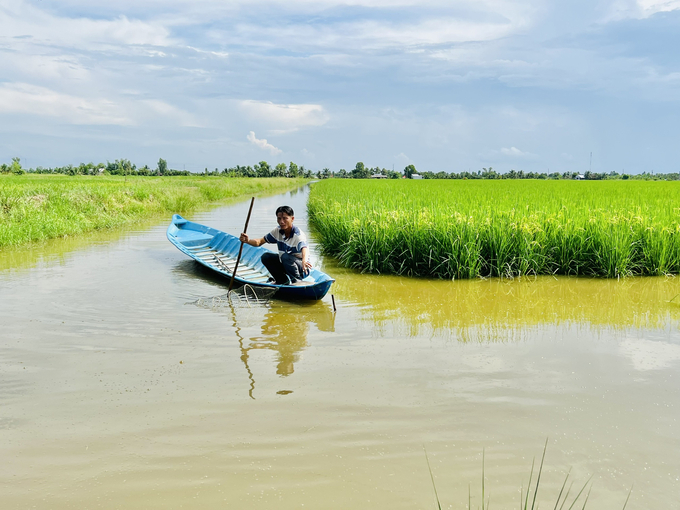 Mô hình sản xuất tôm - lúa hữu cơ tại xã Trí Lực, huyện Thới Bình (Cà Mau). Ảnh: Trọng Linh.