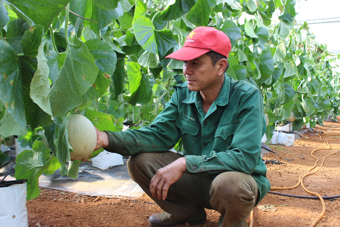 Vườn dưa lưới của gia đình ông Nguyễn Anh Tuấn (làng Ia Sik, xã Ia Nhin) sắp cho thu hoạch. Ảnh: Tuấn Anh.