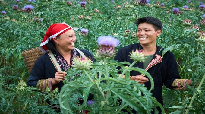 Thành lập tổ nhóm sản xuất, tư vấn cải thiện kinh doanh, phát triển sản phẩm, quản lý sản xuất cho bà con vùng trồng quế, dược liệu, chè, dứa. Ảnh: Lưu Hòa.