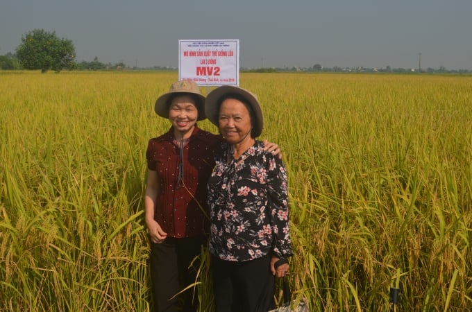 PGS.TS. AHLĐ Nguyễn Thị Trâm (phải) thăm mô hình sản xuất thử giống lúa lai 3 dòng MV2. Ảnh: Nguyễn Mười.
