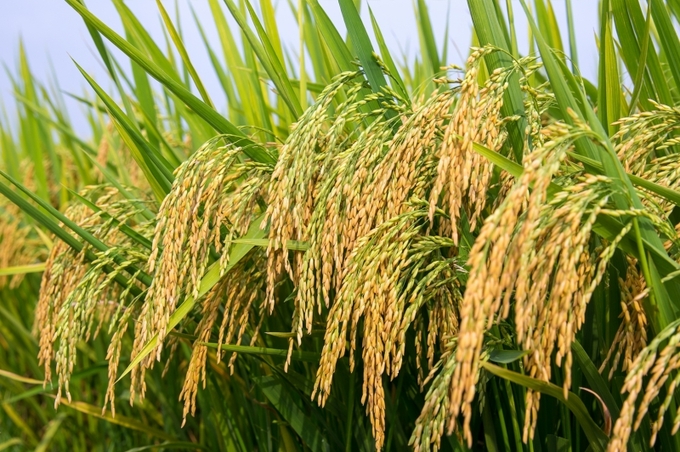 Việt Nam liên tục tạo ra các giống lúa năng suất cao giúp đảm bảo an ninh lương thực.