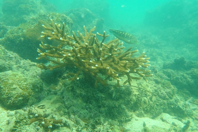 Các rạn san hô tại khu du lịch Cát Bà Hải Phòng tiêu biểu cho vùng biển Vịnh Bắc bộ. Ảnh: VNCHS.