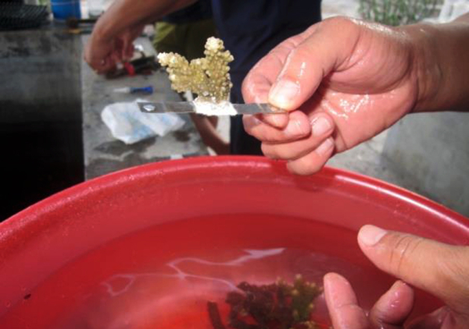 Nghiên cứu phục hồi san hô cứng tại khu bảo tồn đảo Bạch Long Vĩ bằng phương pháp tách mảnh nhỏ. Ảnh: VNCHS.