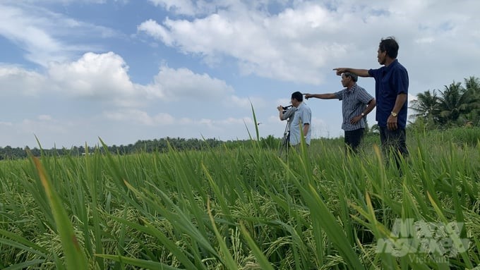 Many farmers in Tra Vinh province applied eco-friendly rice farming techniques in the autumn-winter crop, which helped to significantly reduce the amount of rice seeds, fertilizers, and pesticides compared to previous years but still achieve high productivity. Photo: Ho Thao.