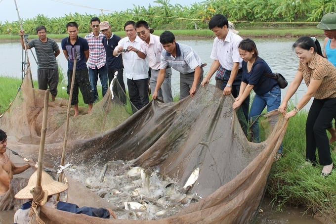 In the near future, 100% of aquaculture facilities in Hai Phong will have to have a certificate of food safety eligibility according to the regulations of the Ministry of Agriculture and Rural Development. Photo: Dinh Muoi.