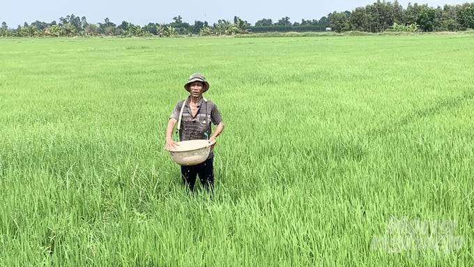 Thanks to the application of eco-friendly rice farming techniques, farmers reduce the amount of fertilizer from 150 kg/ha to 120 kg/ha each time they fertilize. Photo: Ho Thao.