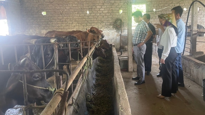 Chi cục Chăn nuôi và Thú y tỉnh Quảng Ninh yêu cầu người dân nhốt vật nuôi trong chuồng khi thời tiết dưới 12 độ C. Ảnh: Nguyễn Thành.