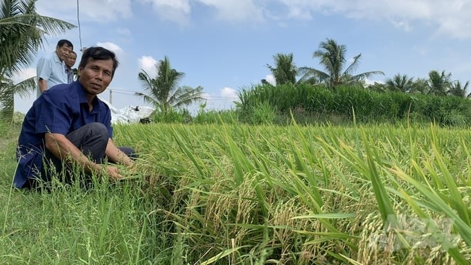 Tra Vinh province sets a goal of reducing methane (CH4) emissions from rice fields through advanced farming methods. Recently, the province registered to cultivate 2,000 hectares of rice that achieve carbon credits by 2024. Photo: Ho Thao.