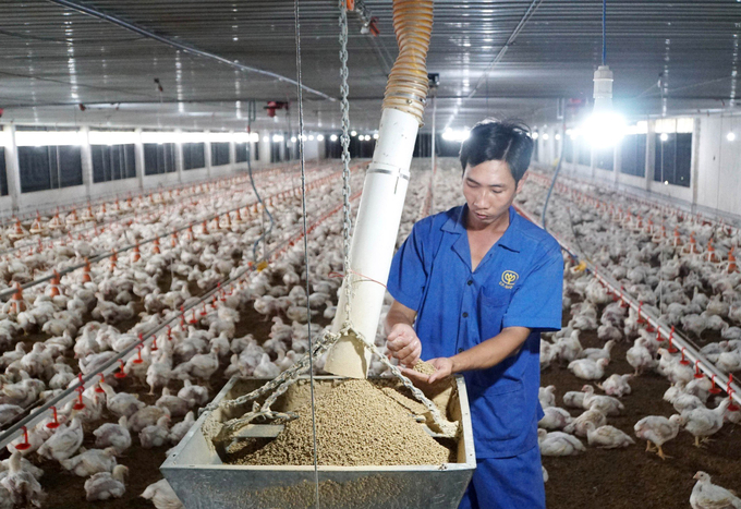 Livestock in our country has grown rapidly in recent years thanks to mechanization and automation. Photo: Le Binh.