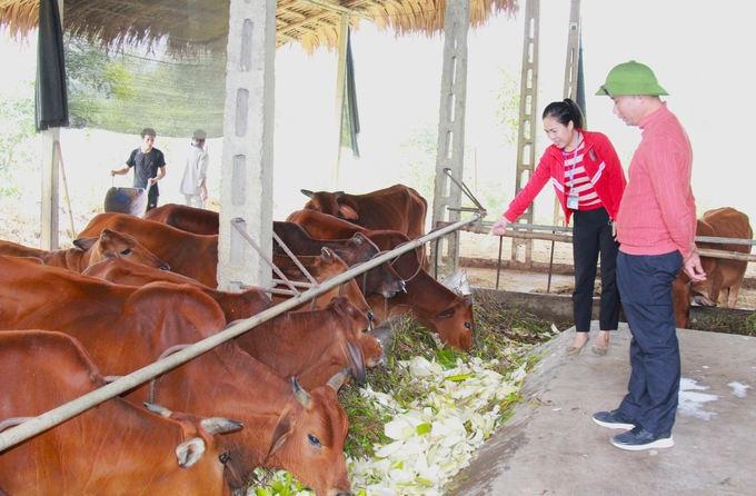 Mỗi thành viên trong HTX chăn nuôi bò xã Phú Thịnh, huyện Yên Bình được tỉnh Yên Bái hỗ trợ 30 triệu đồng để mua con giống và làm chuồng trại. Ảnh: Thanh Tiến.