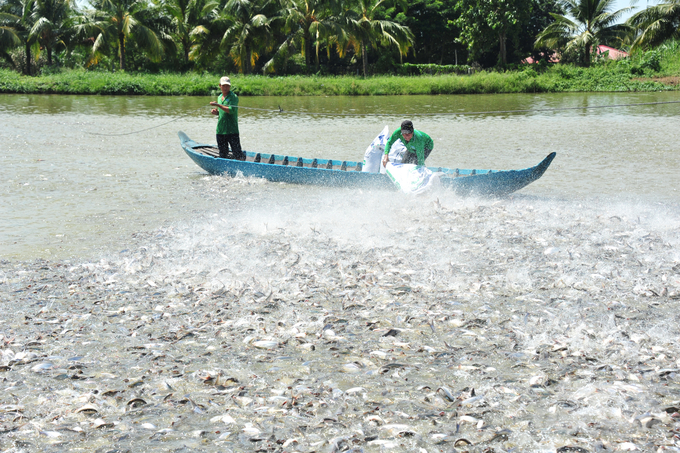 An Giang là một trong những cái nôi nuôi cá tra thương phẩm lớn ở ĐBSCL. Ảnh: Lê Hoàng Vũ.