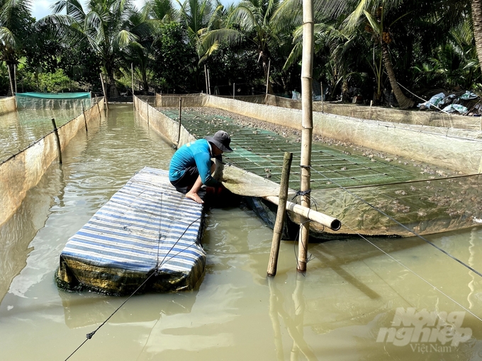 The situation of breed degeneration combined with the polluted water environment at present results in low productivity and poor disease resistance in frogs. Photo: Kieu Trang.