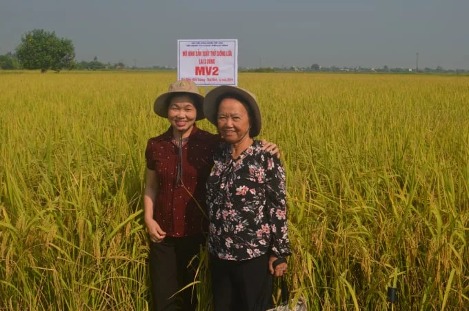 Labor Hero, Dr. Nguyen Thi Tram (right) visits a 3-line hybrid rice variety MV2 trial production model. Photo: Nguyen Muoi.