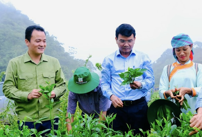 Bí thư Tỉnh ủy Lào Cai Đặng Xuân Phong (thứ 2 từ phải) thăm vùng chè của bà con Mường Khương. Ảnh: Hải Đăng.