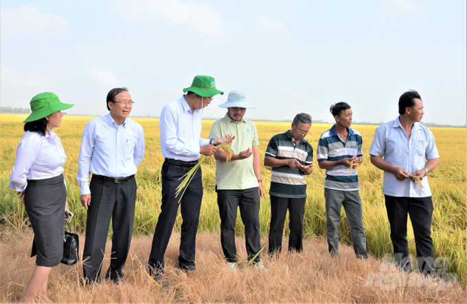 Chương trình cánh đồng lớn sản xuất lúa tại tỉnh Kiên Giang đang có nhiều doanh nghiệp tham gia liên kết theo chuỗi với các hình thức liên kết khá đa dạng. Ảnh: Trung Chánh.