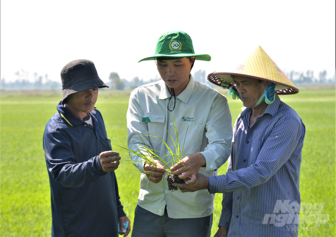 Cán bộ khuyến nông cộng đồng của Trung tâm Khuyến nông Kiên Giang cùng nông dân thăm đồng, tư vấn quy trình kỹ thuật sản xuất lúa ở cánh đồng lớn. Ảnh: Trung Chánh.