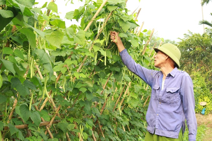 Gia đình ông Nguyễn Văn Thường ở thôn Bái Dương, xã Tuy Lộc (TP Yên Bái) gieo trồng 6 sào cây rau màu vụ đông các loại trên đất 2 vụ lúa. Ảnh: Thanh Tiến.