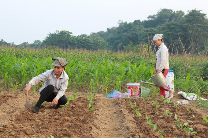 Mỗi vụ đông, huyện Trấn Yên gieo trồng hơn 1.000ha cây màu. Ảnh: Thanh Tiến.