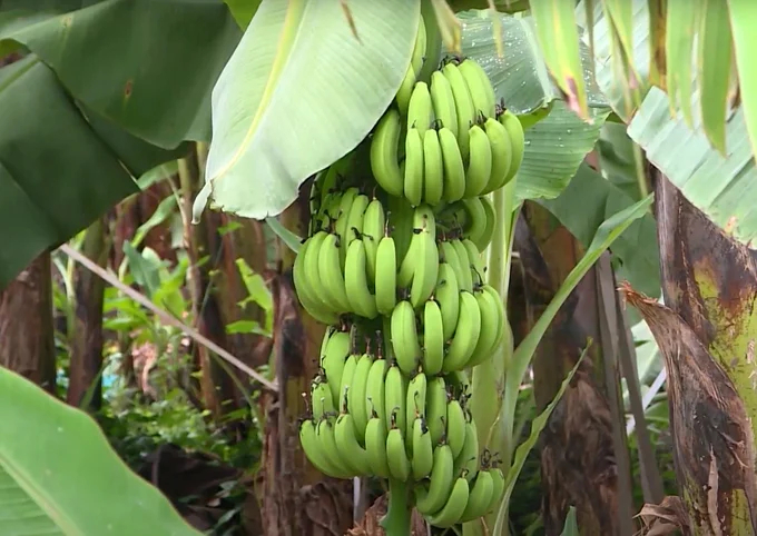 Exported bananas grown in Dong Nai. Photo: Son Trang.