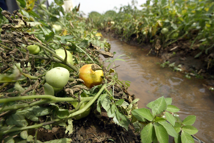 Healthy soils store water better, and they act as carbon sinks, mitigating climate change.