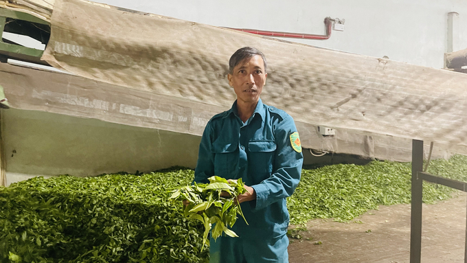 Bà con dân tộc thiểu số ở Mường Khương (Lào Cai) có thu nhập ổn định từ việc bán chè cho các đơn vị sản xuất. Ảnh: Hải Đăng.