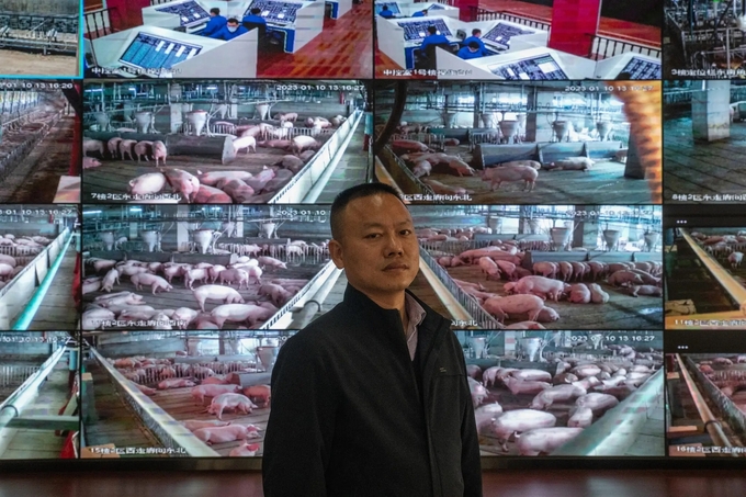 Tấn Lâm, tổng giám đốc trang trại lợn cao 26 tầng ở thành phố Ngạc Châu, tỉnh Hồ Bắc, Trung Quốc, đứng trước màn hình theo dõi đàn lợn. Ảnh: New York Times.
