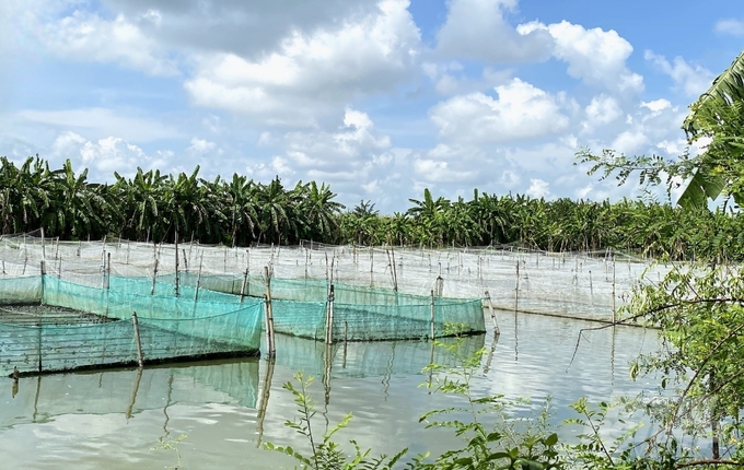 The frog - fish farming model not only ensures environmental hygiene in ponds but also increases income for farmers. Photo: Kieu Trang.