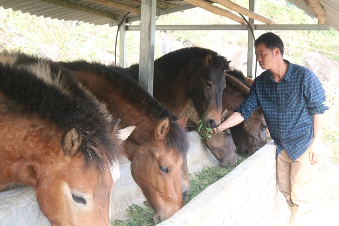 Chăn nuôi ngựa hàng hóa đang là hướng phát triển cho bà con vùng cao Bát Xát (Lào Cai). Ảnh: H.Đ.
