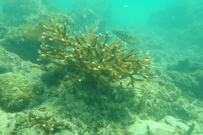 Ongoing research into hard coral restoration at Bach Long Vi Island conservation area continues to employ the small fragment method. Photo: RIMF.