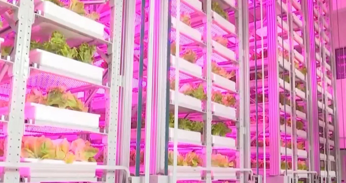 China's vertical farm.