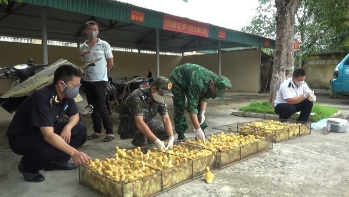 Đồn Biên phòng Cửa khẩu Chi Ma bắt giữ vụ vận chuyển 1.050 con vịt giống nhập lậu. Ảnh: MP-PT.