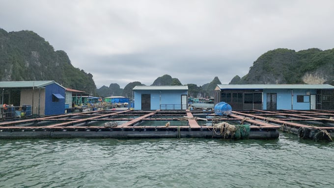 Re-planning of fish farming in cages in Cat Ba. Photo: Dinh Muoi.