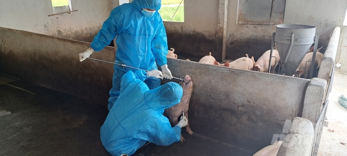 The prevention of African swine fever is being implemented drastically by localities in Thanh Hoa province. Photo: Quoc Toan.