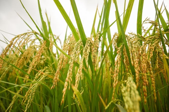 GS. Trần Duy Quý: Nhìn lại một số thành tựu chọn tạo giống lúa