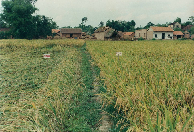 Lúa NN8 bị đổ hoàn toàn và bị đạo ôn phá hại nặng so với DT10 vẫn đứng nguyên, lá vàng gừng, sạch sâu bệnh trên HTX Tân Phong, huyện Bình Xuyên, Vĩnh Phúc (tháng 6/1991).