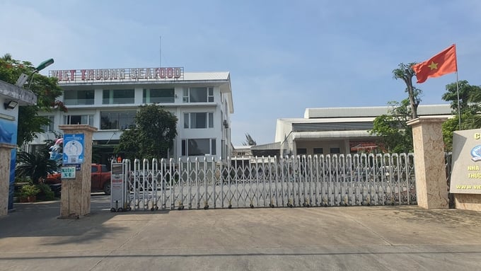 Viet Truong is a large unit in Hai Phong operating in the field of seafood processing for export. Photo: Dinh Muoi.