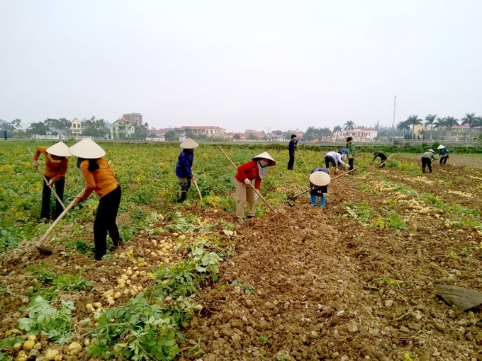 Potatoes are one of the most extensively produced winter crops in Hai Phong city. Photo: Dinh Muoi.