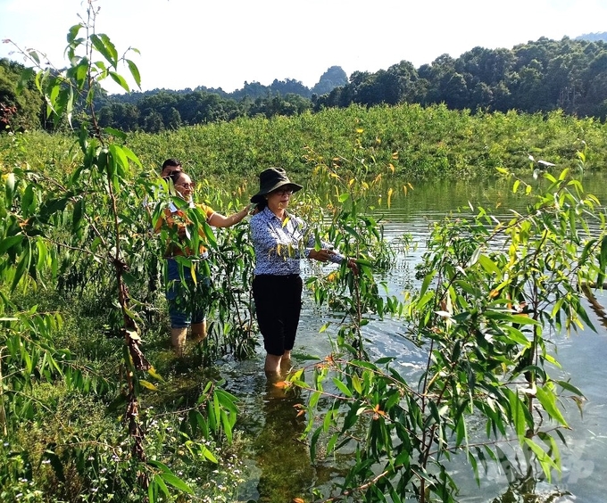 Cây tràm lá dài được trồng thử nghiệm tại huyện Na Hang với diện tích 6ha. Ảnh: Đào Thanh.