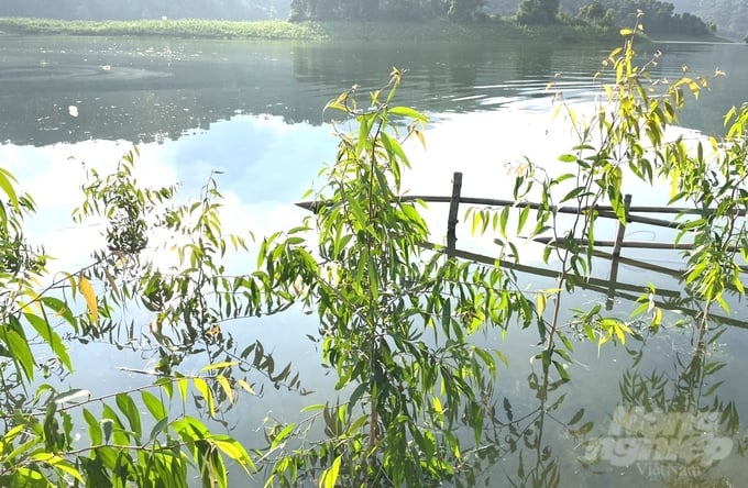 Cây tràm lá dài đang phát triển tốt trên vùng đất bán ngập ở lòng hồ thủy điện Tuyên Quang. Ảnh: Đào Thanh.